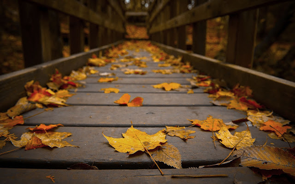 achtergrond-van-een-houten-brug-met-herfstbladeren