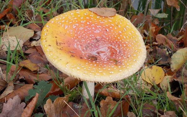 close-up-van-een-paddenstoel-tussen-de-herfstbladeren