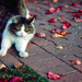 foto-kat-op-straat-met-herfstbladeren-hd-herfst-wallpaper
