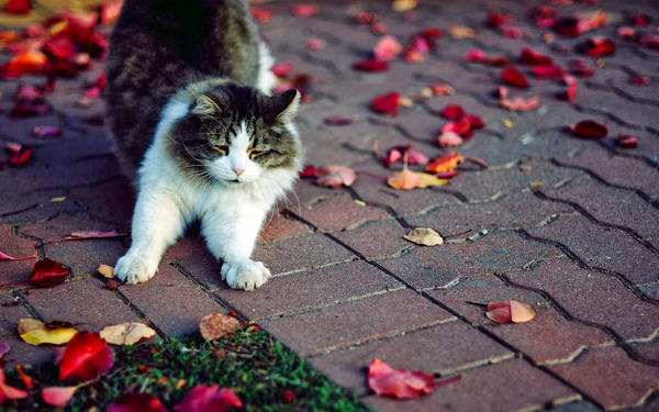 foto-kat-op-straat-met-herfstbladeren-hd-herfst-wallpaper