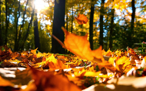 foto-van-de-herfst-met-herfstbladeren-op-de-grond-hd-herfst-wallp