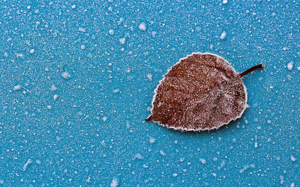 foto-van-een-bevroren-herfstblaadje-op-een-blauwe-achtergrond