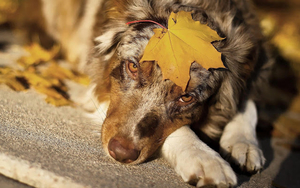 herfst-wallpaper-met-een-hond-hd-honden-achtergrond