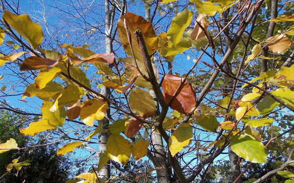 herfst-wallpaper-met-gele-herfstbladeren-aan-de-boom