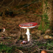mooie-achtergrond-met-een-rode-paddenstoel-met-witte-stippen-in-d