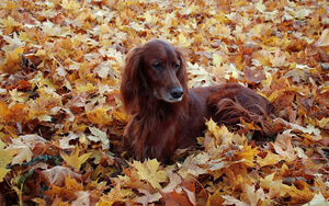 foto-van-een-bruine-hond-tussen-de-herfstbladeren-hd-herfst-wallp