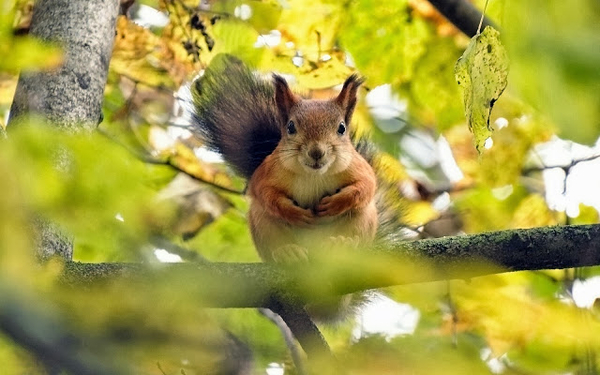 foto-van-een-eekhoorn-in-een-boom-tijdens-de-herfst-wallpaper-ach