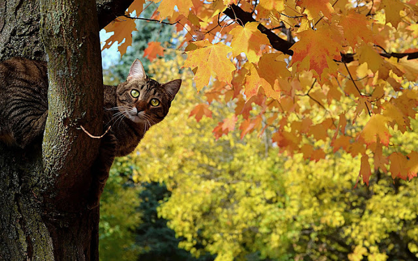 foto-van-een-kat-in-een-boom-met-herfstbladeren-hd-katten-achterg