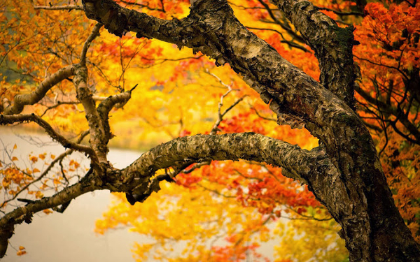 foto-van-een-oude-boom-met-herfstbladeren-op-de-achtergrond-hd-he