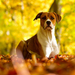 hd-herfst-achtergronden-foto-van-een-hond-tussen-de-oranje-herfst