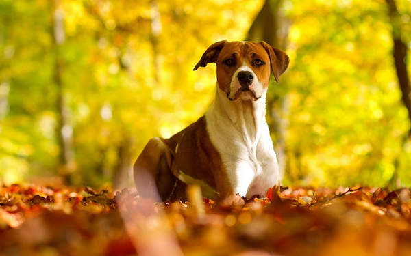 hd-herfst-achtergronden-foto-van-een-hond-tussen-de-oranje-herfst