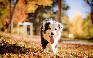 herfst-achtergrond-met-een-hond-en-herfstbladeren-op-de-grond