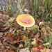 herfst-achtergrond-met-een-paddenstoel-tussen-de-herfstbladeren