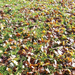 herfst-achtergrond-met-veel-herfstbladeren-op-het-gras