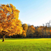 herfstfoto-met-een-grote-boom-met-herfstbladeren-op-een-grasveld-