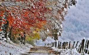 winter-achtergrond-met-bomen-met-herfstbladeren-en-sneeuw-op-de-g