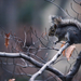 dieren-achtergrond-met-een-eekhoorn-op-een-tak-in-de-herfst