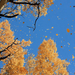 dwarrelende-herfstbladeren-vallen-van-de-bomen-hd-herfst-achtergr