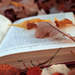 een-boek-tussen-de-herfstbladeren-hd-herfst-achtergrond