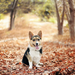 een-hond-zit-tussen-de-herfstbladeren-hd-honden-wallpaper