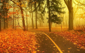 foto-herfst-in-het-bos-met-veel-herfstbladeren-op-de-weg-achtergr