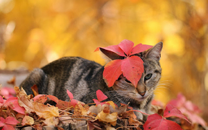 foto-kat-herfstbladeren-herfst-achtergrond