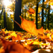 foto-van-de-herfst-met-herfstbladeren-op-de-grond-hd-herfst-wallp