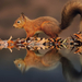 foto-van-een-eekhoorn-en-herfstbladeren