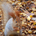 foto-van-een-eekhoorn-en-herfstbladeren-hd-herfst-wallpaper