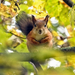 foto-van-een-eekhoorn-in-een-boom-tijdens-de-herfst-wallpaper-ach