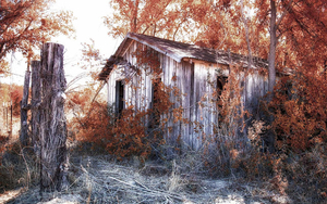 foto-van-een-oude-schuur-tijdens-de-herfst-en-bomen-met-herfstbla