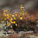 foto-van-een-klein-boompje-met-gele-herfstbladeren
