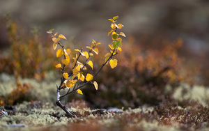 foto-van-een-klein-boompje-met-gele-herfstbladeren