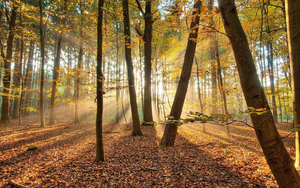 foto-van-herfst-in-het-bos-en-de-zon-schijnt-door-de-bomen