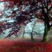grote-boom-met-rode-herfstbladeren