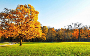 herfstfoto-met-een-grote-boom-met-herfstbladeren-op-een-grasveld-