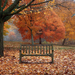 herfst-wallpaper-met-een-bankje-in-het-park-en-bomen-met-herfstbl