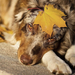herfst-wallpaper-met-een-hond-hd-honden-achtergrond