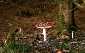mooie-achtergrond-met-een-rode-paddenstoel-met-witte-stippen-in-d