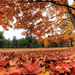 mooie-herfst-achtergrond-met-de-grond-bezaaid-met-herfstbladeren