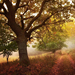 prachtige-herfst-foto-met-bomen-langs-de-kant-van-de-weg-hd-herfs