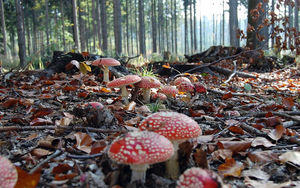 hd-achtergrond-met-rode-paddenstoelen-en-herfstbladeren-hd-herfst