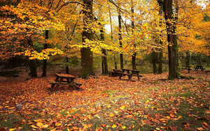 hd-achtergrond-met-veel-herfstbladeren-in-het-park-hd-herfst-wall