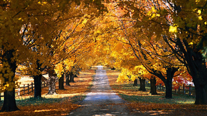 hd-herfst-achtergrond-met-een-weg-tussen-de-bomen-door-hd-herfst-
