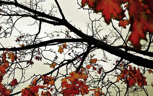 hd-herfst-achtergrond-met-herfstbladeren-aan-de-boom-hd-herfst-wa