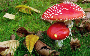 hd-herfst-achtergrond-met-paddenstoelen-en-herfstbladeren-hd-herf