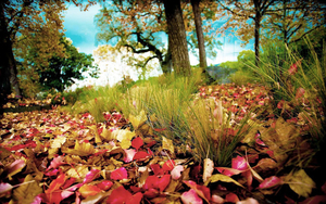 hd-herfst-achtergrond-met-rode-en-gele-herfstbladeren-op-de-grond