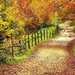 hd-herfst-achtergrond-met-veel-bomen-met-herfstbladeren-wallpaper