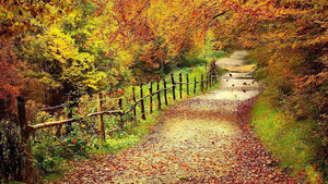 hd-herfst-achtergrond-met-veel-bomen-met-herfstbladeren-wallpaper