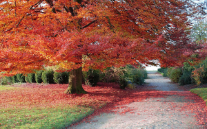 hd-herfst-bureaublad-achtergrond-met-een-grote-boom-met-herfstbla